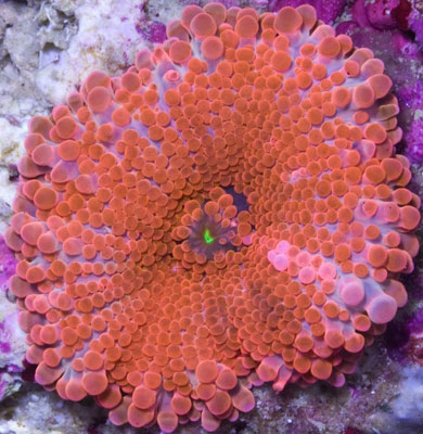 Corals