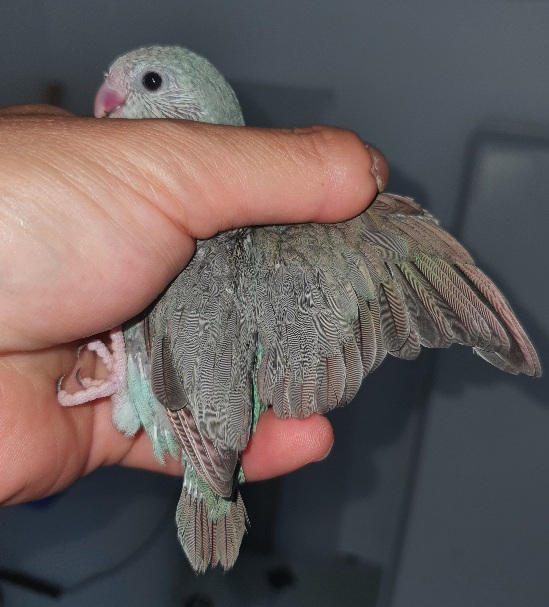 Pacific DF Misty Purple Parrotlet