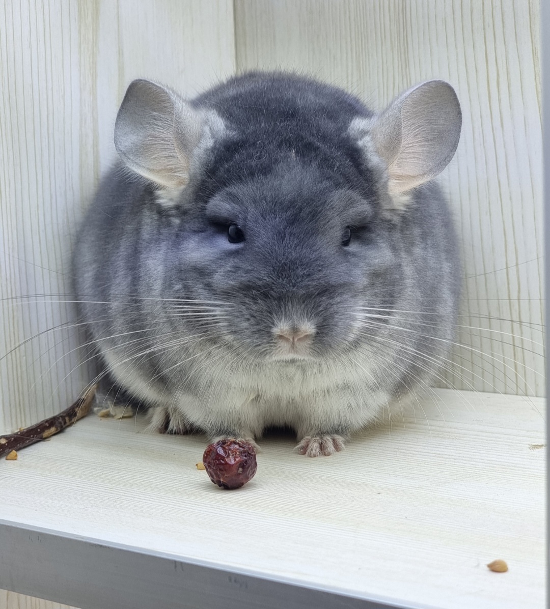 Chinchilla short hair, angora, curly 